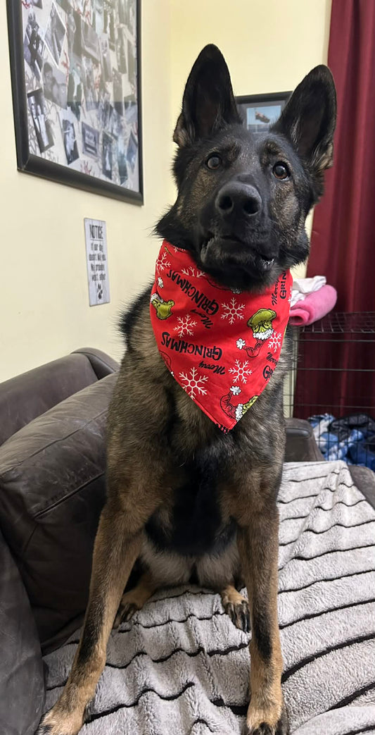 Christmas Cheer & Bright Lights