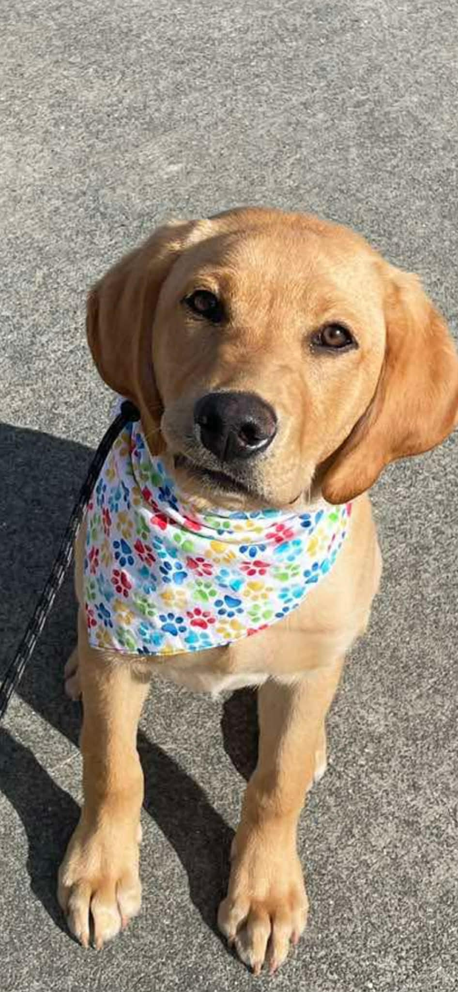 Christmas Grinch and tree