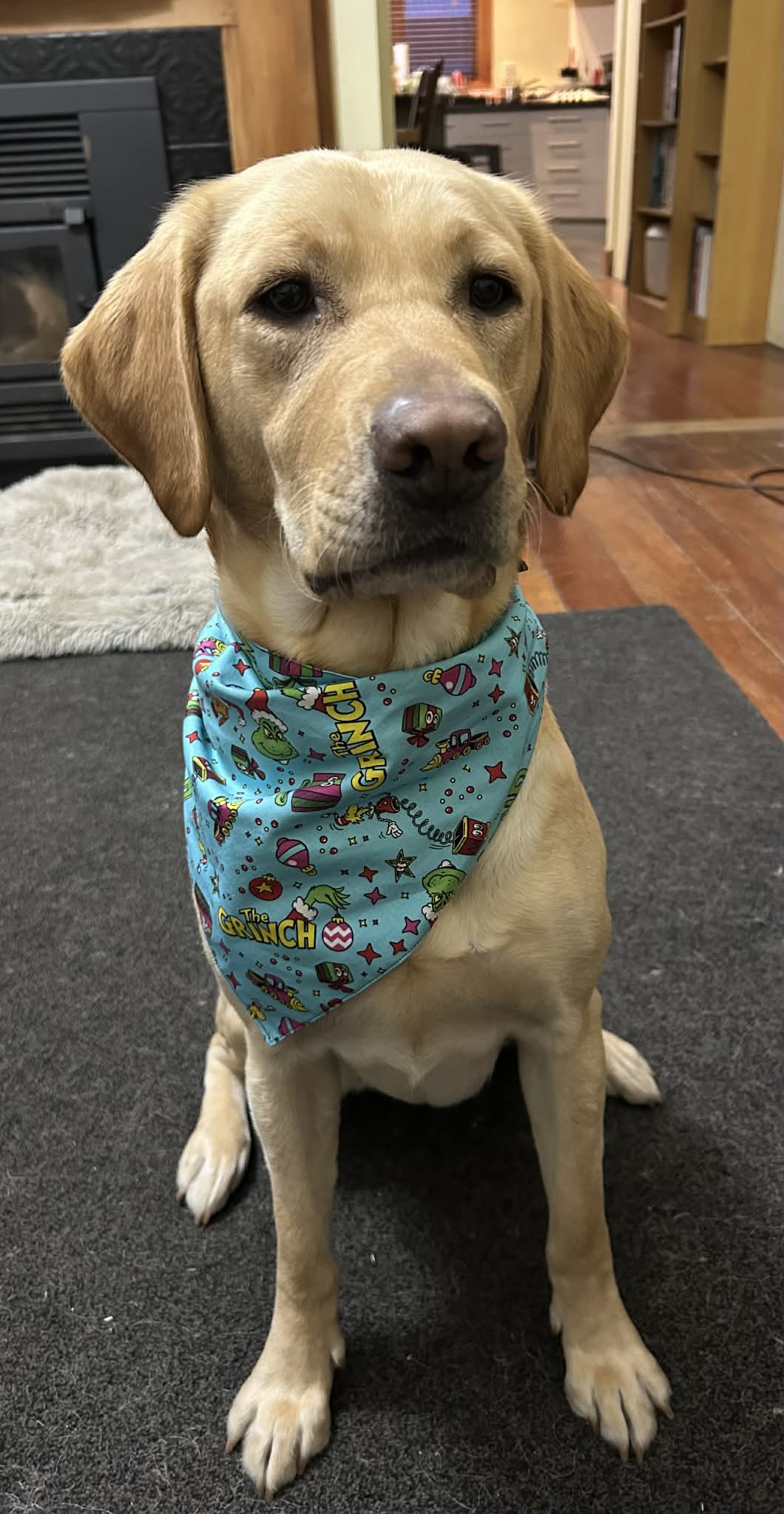 Christmas Cheer & Bright Lights