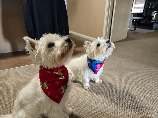 Feeling Grinchy & Paws